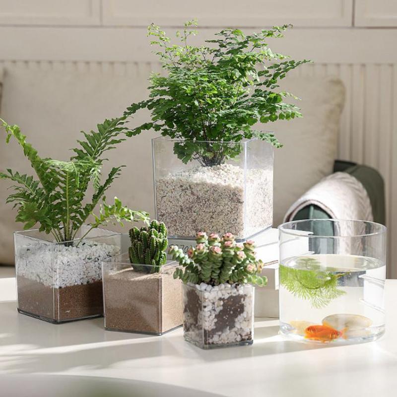Kwadratowe/Okrągłe Przezroczys – Bonsai Garden Nursery recenzja i cena
